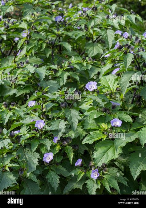 Nicandra physalodes, shoo-fly plant Stock Photo - Alamy