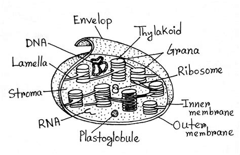 Structure Of A Chloroplast