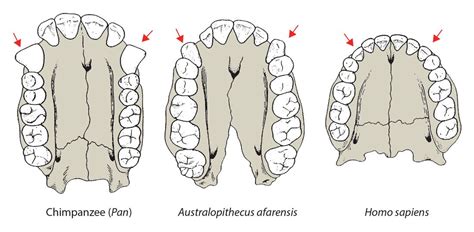 Human Canine Teeth Evolution