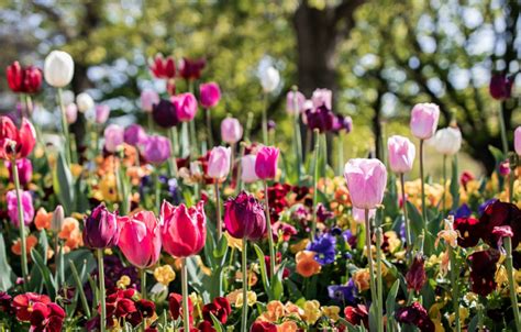 Floriade is back, like you’ve never seen it before | HerCanberra