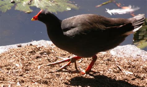 The Well-Designed Nest of a Megapode