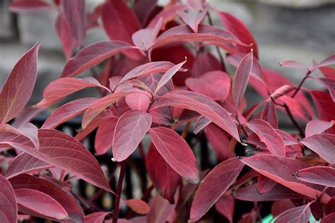 Arctic Fire® Red Twig Dogwood (Cornus sericea 'Farrow') in Winnipeg ...