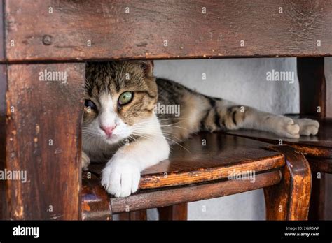 small cat hiding under a table on a stool Stock Photo - Alamy