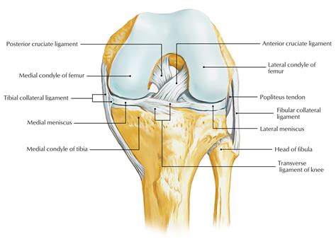 Lateral Knee Anatomy - Anatomy Reading Source