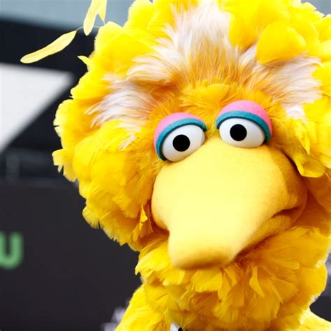 Big bird Memes - Imgflip