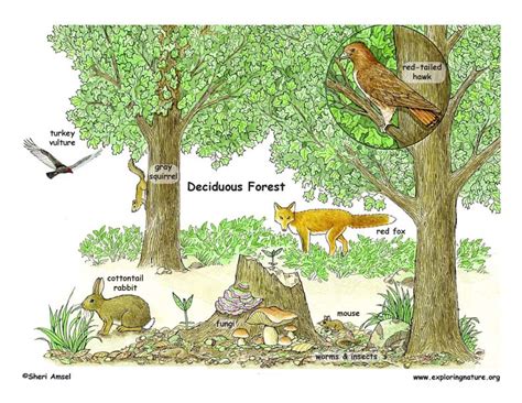 Deciduous Forests