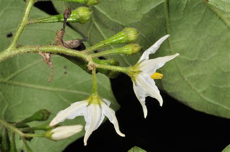 Solanum torvum (Solanaceae) image 143454 at PhytoImages.siu.edu