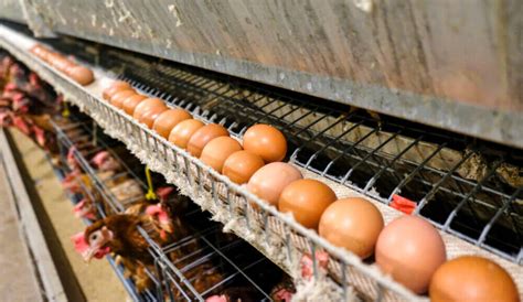 Egg production in Ukraine decreased by 13.5%. - UBN