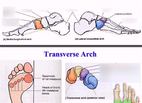 Tarsal: 2 Longitudinal Arches and 1 Transverse Arch Diagram | Quizlet