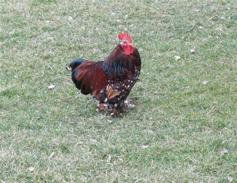 Mille Fleur Cochin Bantam Pair - Chickens : Cochin Bantam or Pekin