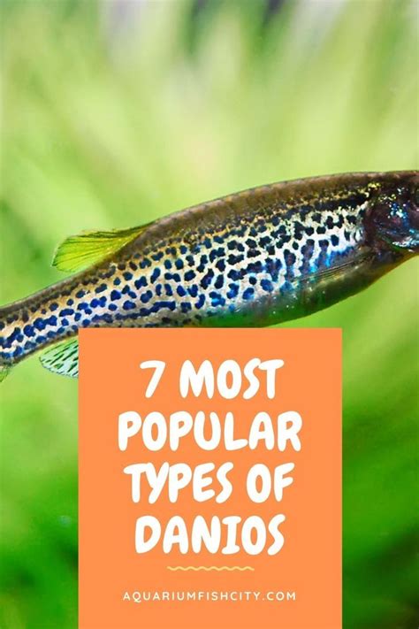 7 Most Popular Types Of Danios | Danio fish, Pet fish, Community tanks