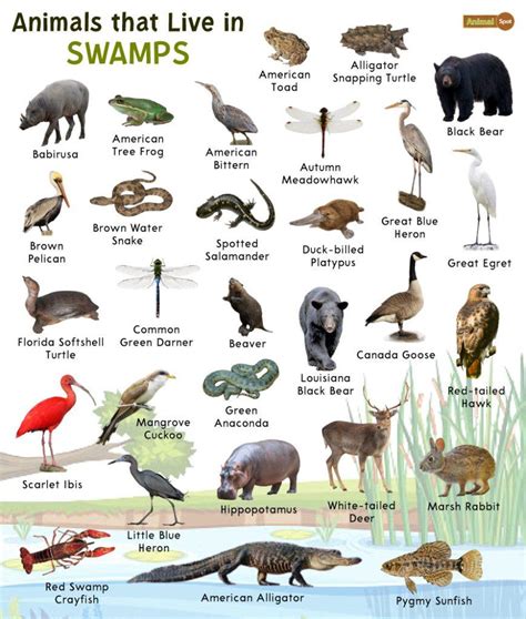 Swamp Animals: List and Facts with Pictures