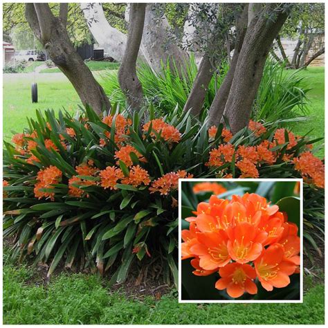 Best Plants For Full Shade In Florida at Walter Webb blog