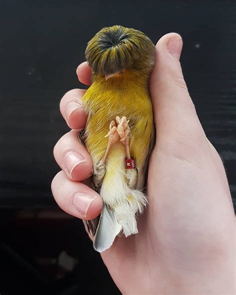 Meet Barry, A Gloster Canary That Has A Fabulous Bowl Feathercut