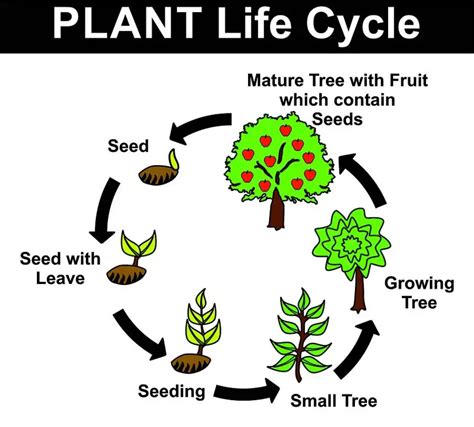 Plant Life Cycle Printable