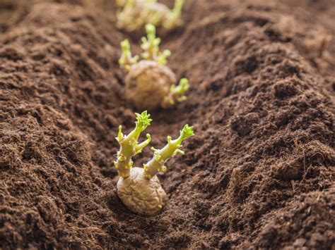 Which Way Is Up When Planting Potatoes - How To Find Seed End Of Potato