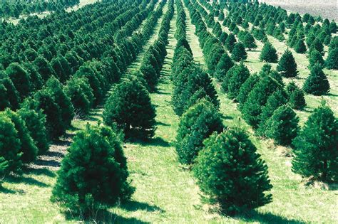 File:Christmas tree farm IA.JPG - Wikipedia, the free encyclopedia