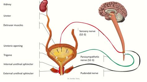 Micturition - YouTube