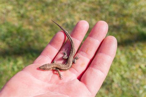 Control Lizards: How To Get Rid Of Lizards In Homes And Gardens