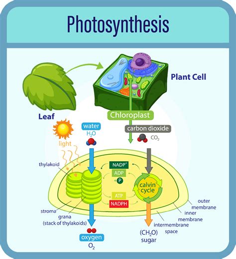 Photosynthesis Leaf Diagram Labeled