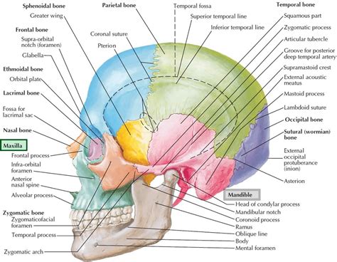 Maxilla bone, maxilla anatomy & maxilla function