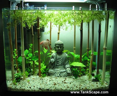 Tank Scape: My Planted Buddha Betta Tank