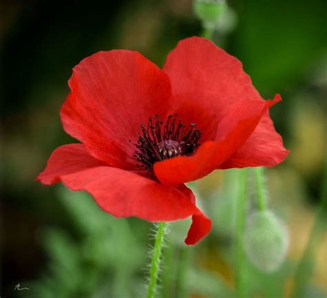 Mohnblume 38 #mohnblume | Flower pictures, Poppy flower, Flower images