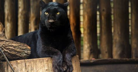 Watch Neighbors Look Out Their Windows Only to See a Black Panther on ...