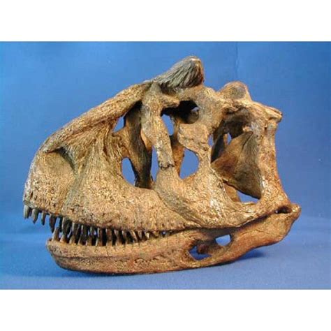 Carnotaurus Skull Replica - 1/4 Size | DINOSAURS ROCK SUPERSTORE ...