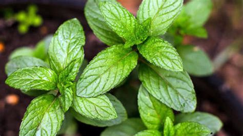 Mint plant care - RayaGarden