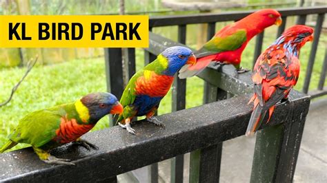 Explore Over 3,000 Exotic Birds at Kuala Lumpur Bird Park - YouTube