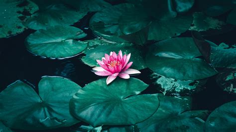 Download lotus, flower, pink flower, pond 2560x1440 wallpaper, dual ...