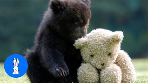 Newborn Grizzly Bear Cubs