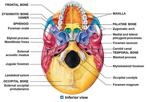 Skull Anatomy Quizlet - Anatomy Book