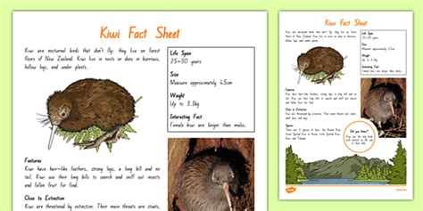 * NEW * Kiwi Facts for Kids - Years 5-6 (Teacher-Made)