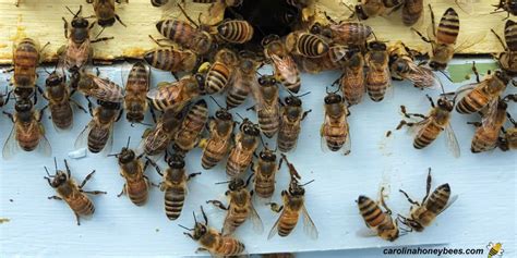 The Role of Worker Bees - Carolina Honeybees