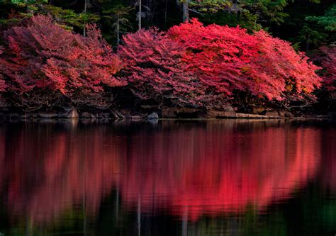 Shooting to Highlight Glamorous Red Autumn Leaves