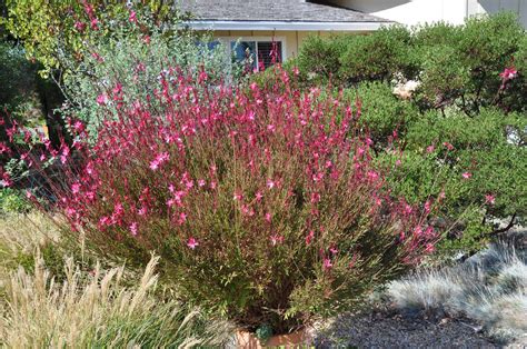 Gaura lindheimeri 'Siskiyou Pink' - long bloomer (With images) | Gaura ...