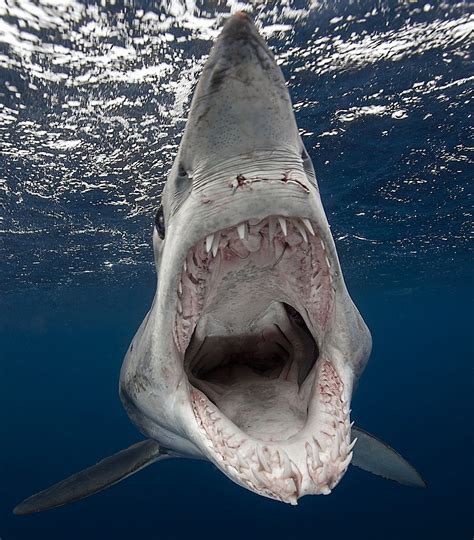 Shortfin mako shark (Isurus oxyrinchus) | Natural Creations