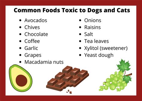 Protect Your Animals From These Common Toxins - National Humane ...