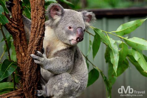 Lone Pine Koala Sanctuary, Brisbane, Australia - Worldwide Destination ...