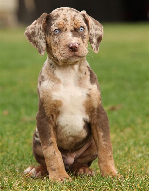 Red Catahoula Leopard Dog - Profile | Traits | Care | Behavior - DogDwell