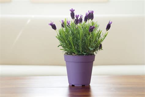 Can You Grow Lavender Indoors: Learn About Growing Lavender Plants Inside