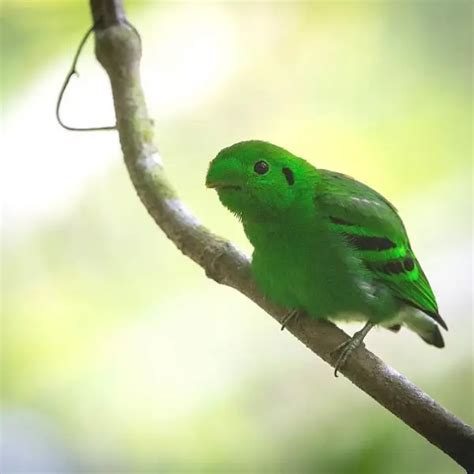 Green Broadbill - Facts, Diet, Habitat & Pictures on Animalia.bio