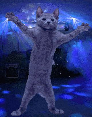 a cat standing on its hind legs in front of a stage with lights and ...