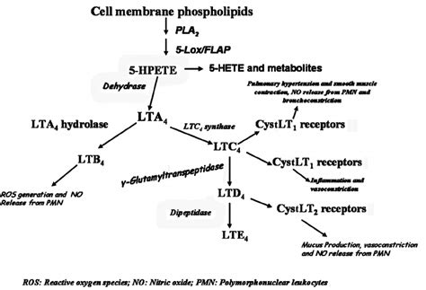 Scheme of leukotriene biosynthesis and physiological effects in the ...