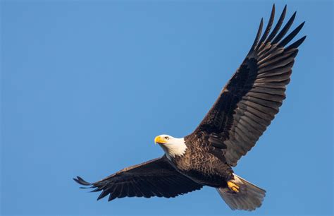 Bald eagle in Michigan takes down and destroys a government drone – BGR