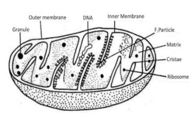 Mitochondria Diagram With Labels