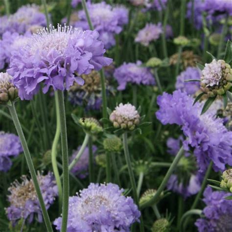 Scabiosa 'Butterfly Blue" - Hope Mountain Nurseries