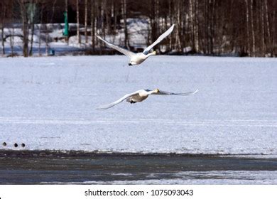 Couple Whooper Swan Migration Leaving Rest Stock Photo 1075093043 ...